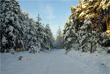 《瘟疫传说：安魂曲》中老鼠捕猎时将会“效率更高”