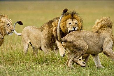 《糖豆人：终极淘汰赛》第五赛季预告 以“丛林冒险”为主题